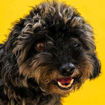 Loli (20260813-01) -  Poodle Dog for Adoption in Niagara Falls, Ontario - Loli (20260813-01) | PetCurious