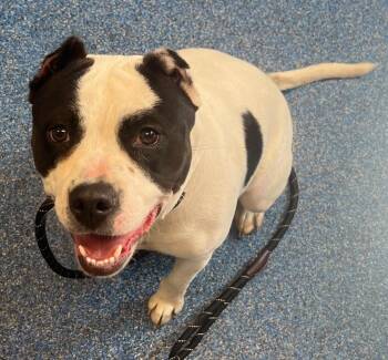 Twinkie Adorable Bully Sweetheart -  American Bulldog Dog for Adoption in Charlottesville, Virginia - Twinkie Adorable Bully Sweetheart | PetCurious