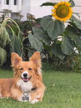 Dolly -  Corgi Dog for Adoption in Edmonton, Alberta - Dolly | PetCurious