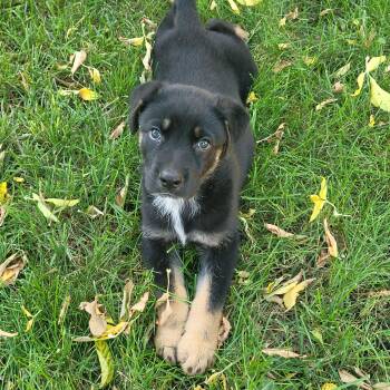 Rescue Mixed Breed Dogs for Adoption in Saskatoon, Saskatchewan - Maple | PetCurious