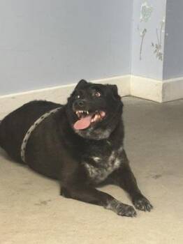 Ebony -  Cattle Dog and Mixed Breed Dog for Adoption in Morristown, New Jersey - Ebony | PetCurious