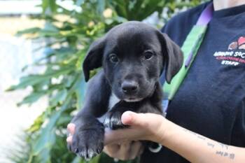 Rescue Hound and Mixed Breed Dogs for Adoption in Brunswick, Georgia - Gryffindor | PetCurious