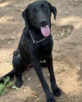 Rescue Black Labrador Retriever Dogs for Adoption in Brookshire, Texas - Claire | PetCurious