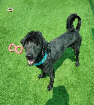 PHINEAS -  Poodle and Labrador Retriever Dog for Adoption in Sarasota, Florida - PHINEAS | PetCurious