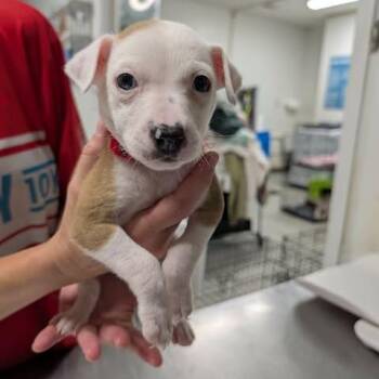 Tutley -  Jack Russell Terrier and Mixed Breed Dog for Adoption in Fredericksburg, Virginia - Tutley | PetCurious