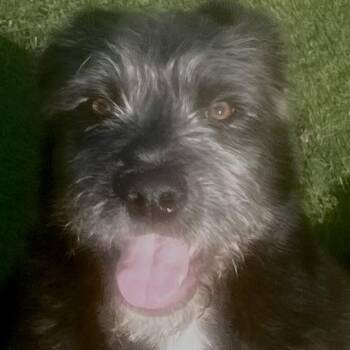 Mixed Breed and Schnauzer Dogs Available for Adoption - Didi! The Sweetheart!  | PetCurious
