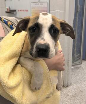 Fiesta -  Pit Bull Terrier and Mixed Breed Dog for Adoption in Kansas City, Missouri - Fiesta | PetCurious