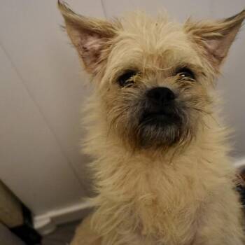 PEPE -  Terrier and Pug Dog for Adoption in Graham, Washington - PEPE | PetCurious