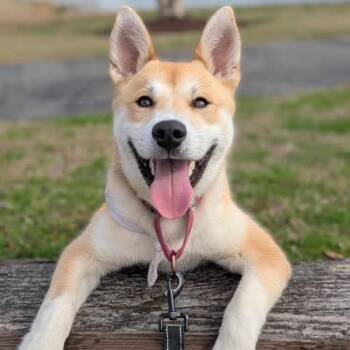 Shiba Inu Dogs Available for Adoption - Koda | PetCurious
