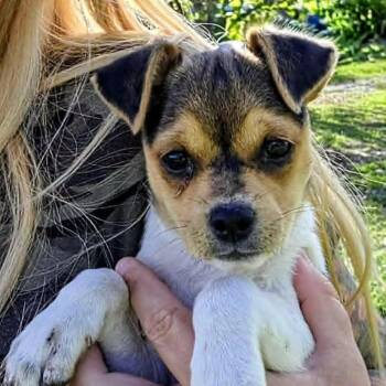 Starburst (20260609-03) -  Beagle Dog for Adoption in Niagara Falls, Ontario - Starburst (20260609-03) | PetCurious