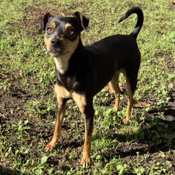 Rescue Miniature Pinscher Dogs for Adoption in Oakland, California - Bulbasaur | PetCurious