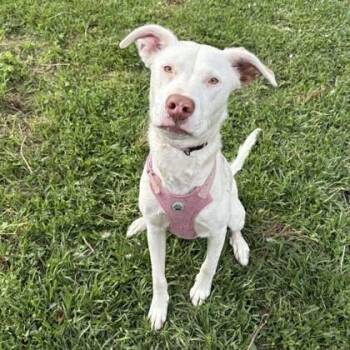 Snowflake -  American Staffordshire Terrier and Mixed Breed Dog for Adoption in Houston, Texas - Snowflake | PetCurious