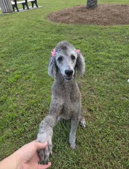 Saige -  Standard Poodle Dog for Adoption in Bonifay, Florida - Saige | PetCurious