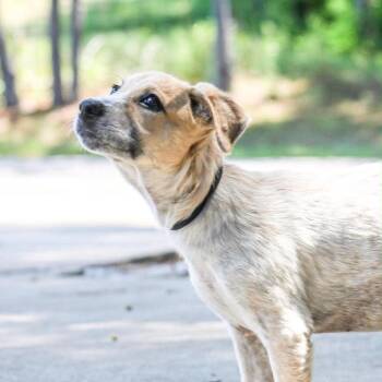 Karon (AVAILABLE 9/18) -  Australian Cattle Dog Blue Heeler Dog for Adoption in Leverett, Massachusetts - Karon (AVAILABLE 9/18) | PetCurious