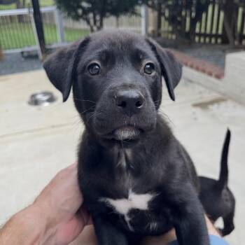 Vagabond -  Mixed Breed Dog for Adoption in Fredericksburg, Virginia - Vagabond | PetCurious