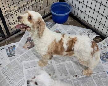 Hazel -  Cavalier King Charles Spaniel and Poodle Dog for Adoption in Mukwonago, Wisconsin - Hazel | PetCurious