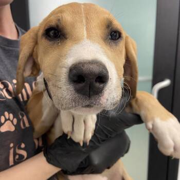 Great Dane and Catahoula Leopard Dog Dogs Available for Adoption in Abilene, Texas - Fendi | PetCurious