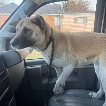 Akita Dogs Available for Adoption - Jane | PetCurious