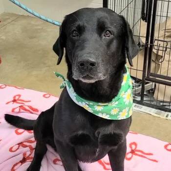 Black Labrador Retriever Dogs Available for Adoption - Gregory | PetCurious