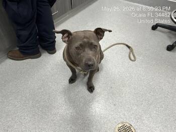 Pit Bull Terrier Dogs Available for Adoption in Ocala, Florida - CHELSEA | PetCurious