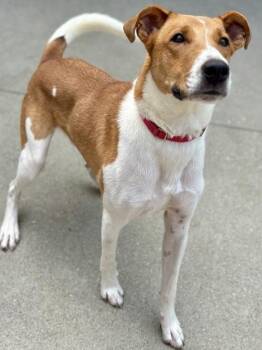 Ford -  Mixed Breed Dog for Adoption in Cincinnati, Ohio - Ford | PetCurious