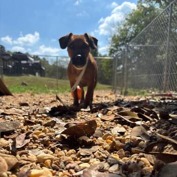 Cheese -  Dachshund and Beagle Dog for Adoption in Birmingham, Alabama - Cheese | PetCurious