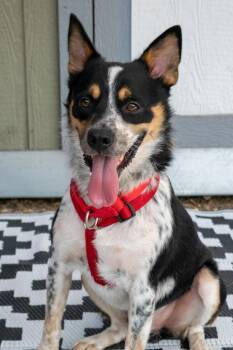 Freddy -  Australian Cattle Dog Blue Heeler Dog for Adoption in Savage, Minnesota - Freddy | PetCurious