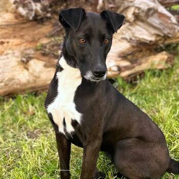 Rescue Border Collie and Mixed Breed Dogs for Adoption in San Diego, California - Bow | PetCurious