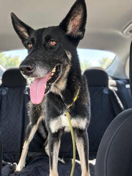 Willow - Sweet & Mellow -  German Shepherd Dog and Dutch Shepherd Dog for Adoption in Carolina, Carolina - Willow - Sweet & Mellow | PetCurious