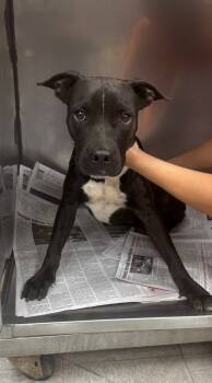 Rescue Pit Bull Terrier Dogs for Adoption in Sorrento, Louisiana - Meelo | PetCurious