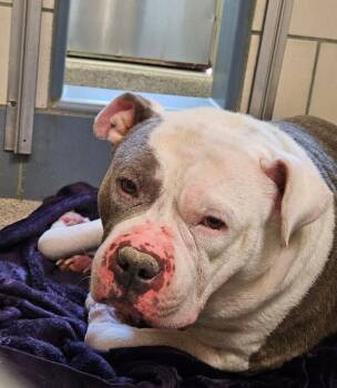American Bulldog Dogs Available for Adoption in Disputanta, Virginia - Porky | PetCurious
