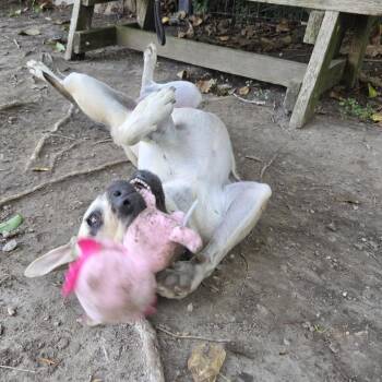 Baby -  Pug and French Bulldog Dog for Adoption in Long Beach, California - Baby | PetCurious