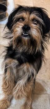 Finley -  Shih Tzu and Terrier Dog Available for Adoption in Skyline, Minnesota - Finley | PetCurious