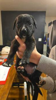 Peter Pans : Tinker Bell -  German Shepherd Dog and Boxer Dog for Adoption in Aurora, Indiana - Peter Pans : Tinker Bell | PetCurious