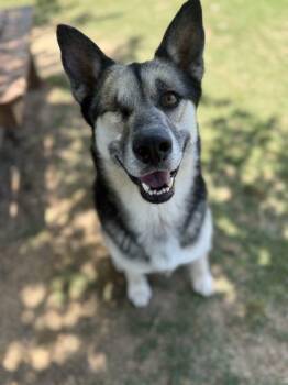 Mixed Breed Dogs Available for Adoption in Memphis, Tennessee - Winky | PetCurious