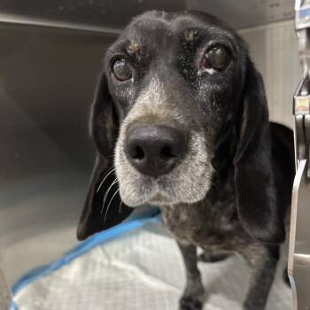 Maggie -  Beagle Dog for Adoption in Corbin, Kentucky - Maggie | PetCurious