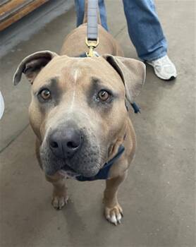 Mixed Breed Dogs Available for Adoption - CRUST | PetCurious