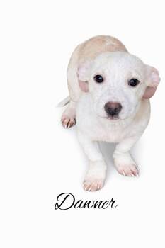 Mixed Breed Dogs Available for Adoption - Dawner  | PetCurious