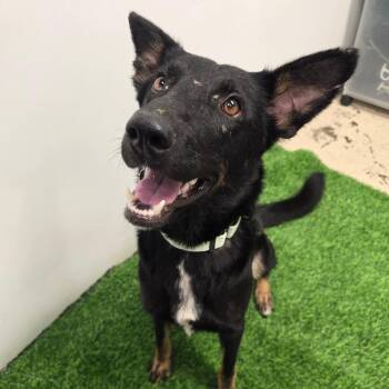 Cordelia -  Shepherd Dog for Adoption in Columbia, Missouri - Cordelia | PetCurious