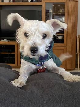 Poodle Dogs Available for Adoption - Harry | PetCurious