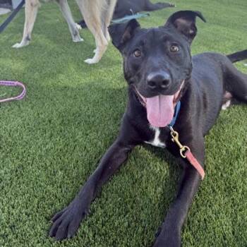 Mixed Breed Dogs Available for Adoption - Baxter | PetCurious