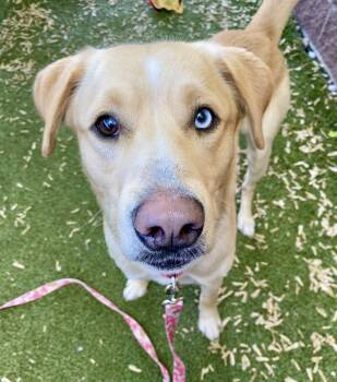 Nico -  Labrador Retriever Dog for Adoption in Minneapolis, Minnesota - Nico | PetCurious