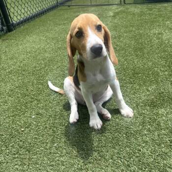 DBI6 8569 -  Beagle Dog for Adoption in Loxahatchee Groves, Florida - DBI6 8569 | PetCurious