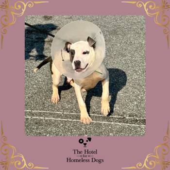 American Staffordshire Terrier and Terrier Dogs Available for Adoption in Cumberland, Rhode Island - Thornberry | PetCurious
