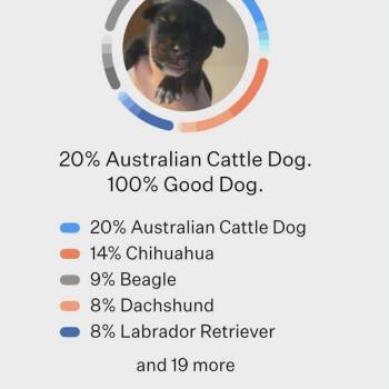 Robert Downey Jr -  Cattle Dog and Mixed Breed Dog for Adoption in Olathe, Kansas - Robert Downey Jr | PetCurious