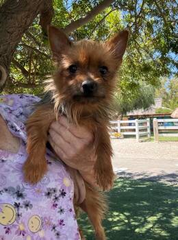 Pansy -  Yorkshire Terrier Dog for Adoption in Temecula, California - Pansy | PetCurious