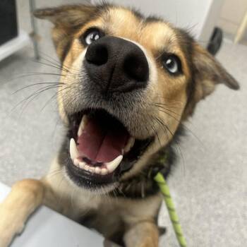 Bluey -  Australian Shepherd and Mixed Breed Dog for Adoption in Chicago, Illinois - Bluey | PetCurious