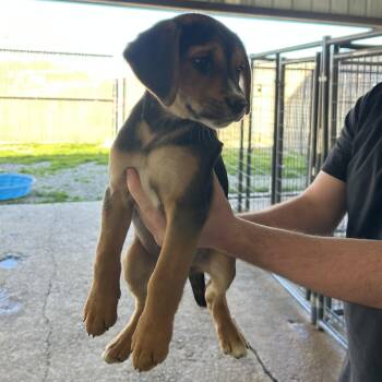 Rescue Hound Dogs for Adoption in Clarksville, Virginia - Betty Jean | PetCurious