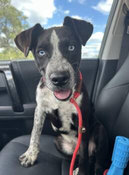 Cobalt -  Catahoula Leopard Dog and Black Labrador Retriever Dog for Adoption in Lampasas, Texas - Cobalt | PetCurious