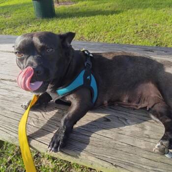 Rescue Chihuahua Dogs for Adoption in Venice, Florida - Gregoria | PetCurious